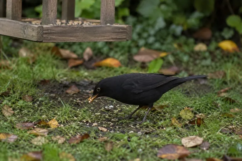 A blackbird in a garden