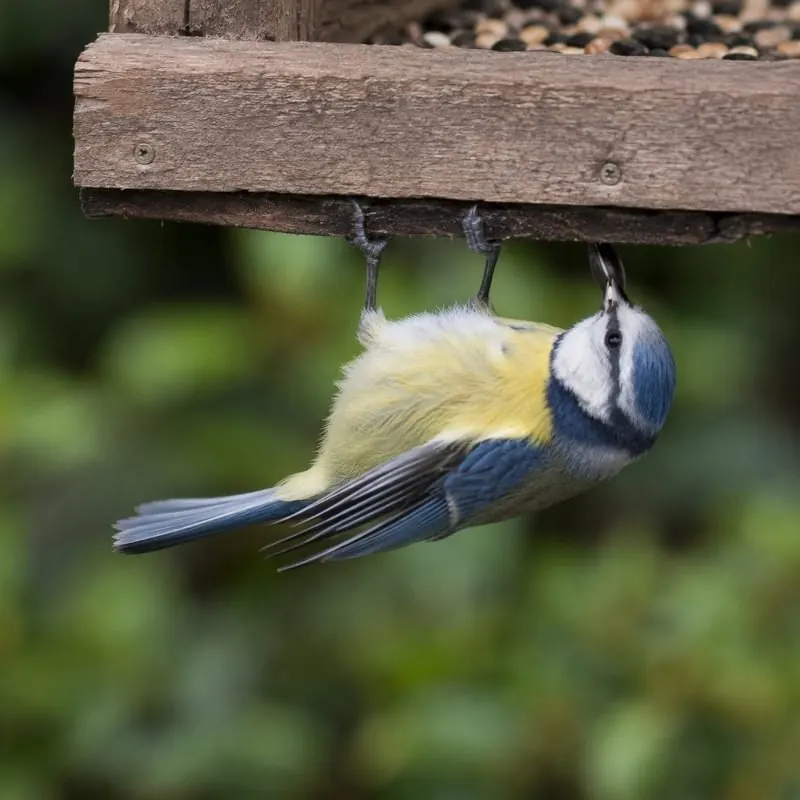 A blue tit on a bird feeder