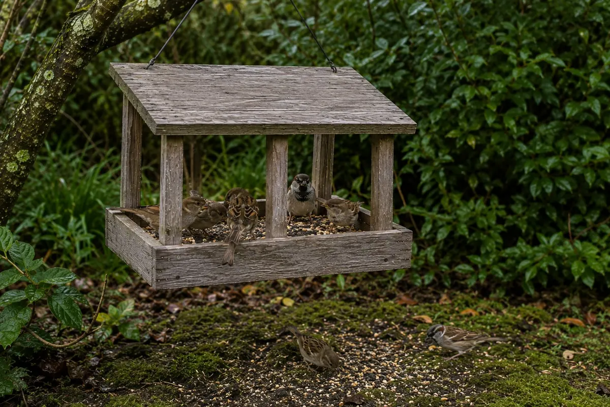 House sparrows feeding together