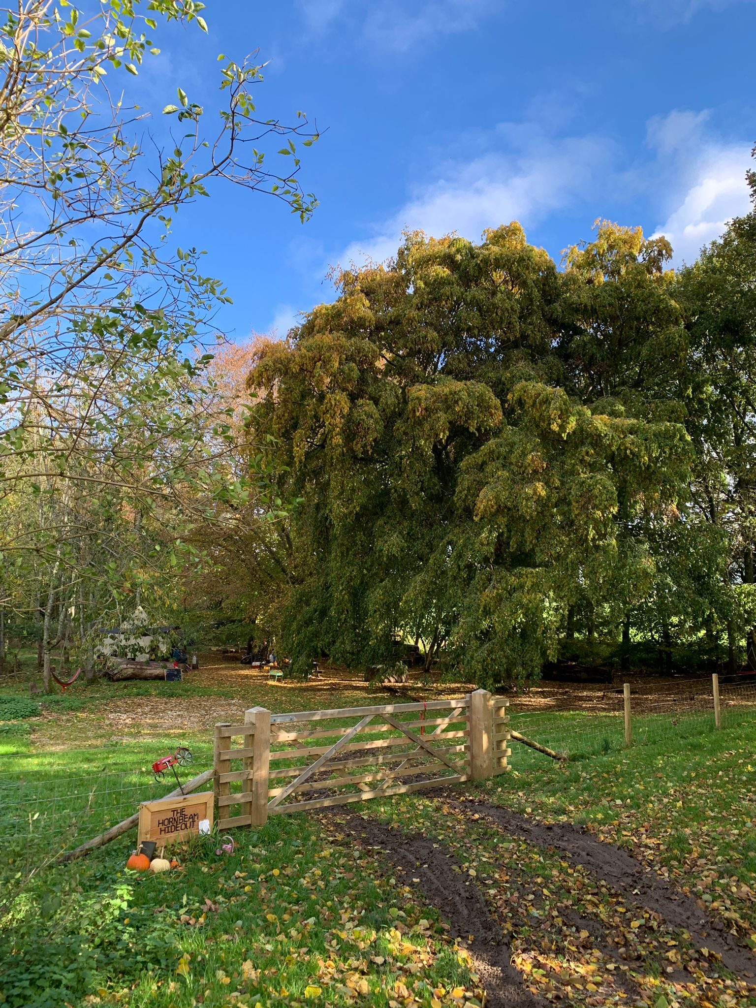 The Hornbeam Hideout