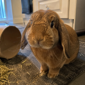 Profile photo of jess-drake