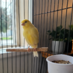 Profile photo of Bella Walsh