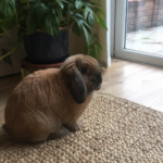 Profile photo of yasmin-wilson