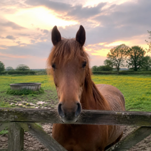 Profile photo of isabella-lucas