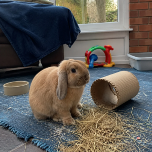 Profile photo of layla-clark